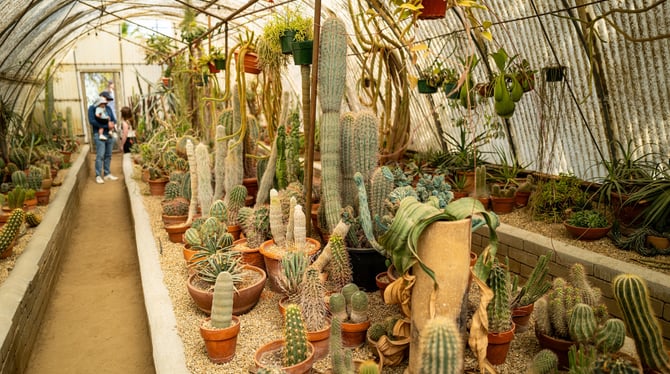 Moorten Botanical Garden & Cactarium