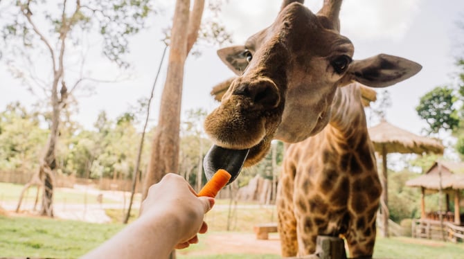 Make Time to Visit the Living Desert Zoo and Gardens While You're Here