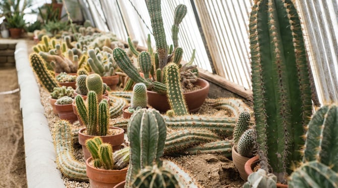 Spend Quality Time with Family and Friends at Moorten Botanical Garden